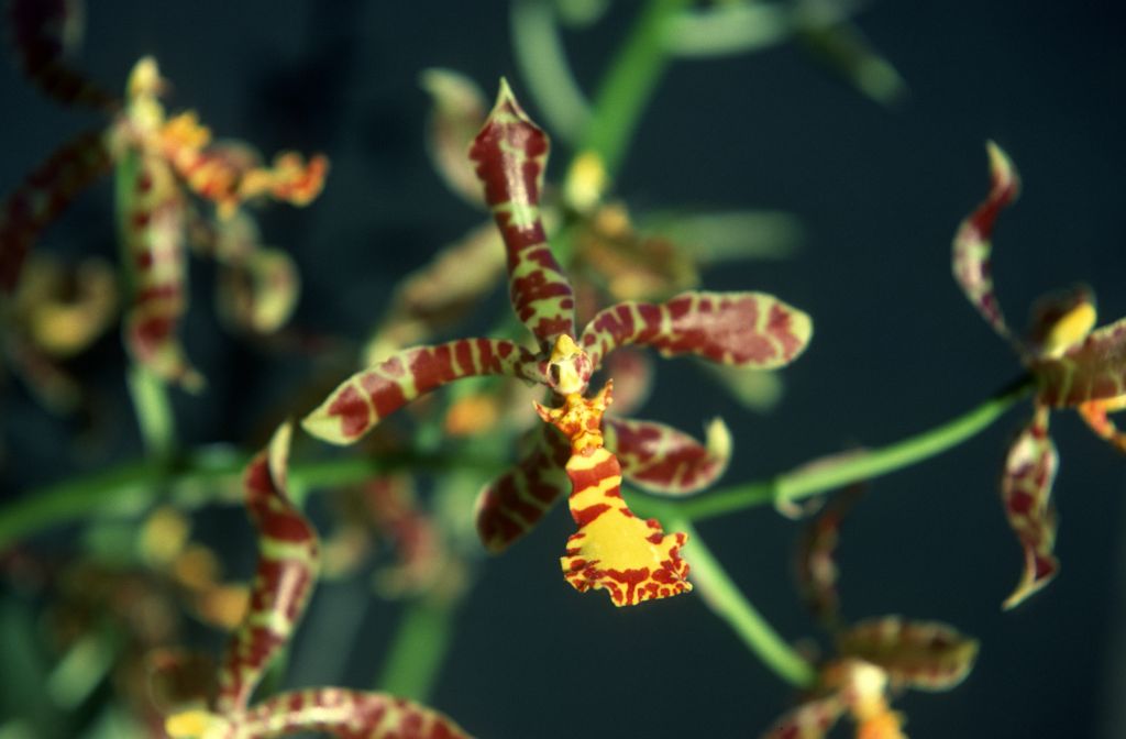 Odontoglossum, unknown, only 2 slides labeled in this roll, February 1978, roll 197802H7red slide 2