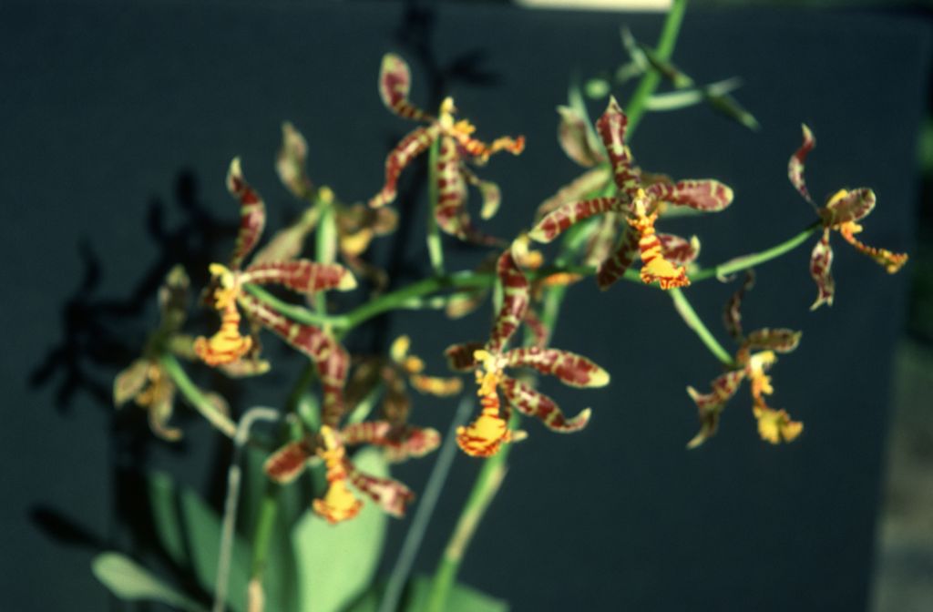 Odontoglossum, unknown, only 2 slides labeled in this roll, February 1978, roll 197802H7red slide 3
