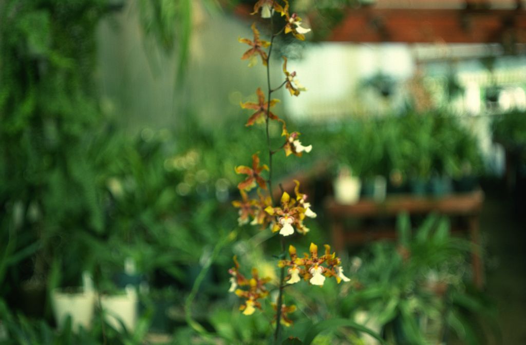 Odontoglossum, unknown, August 1978, roll 197808H5 slide 19