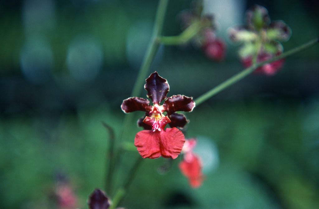 Odontoglossum, unknown, March 1979, roll 197903H6 slide 5