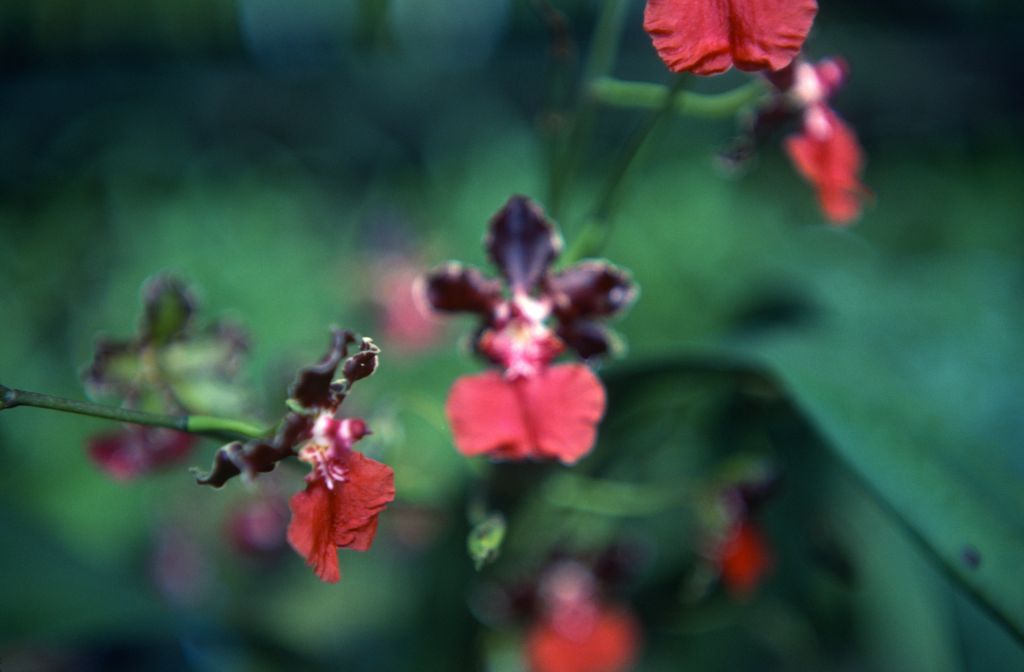Odontoglossum, unknown, March 1979, roll 197903H6 slide 6