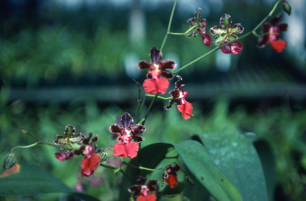 Odontoglossum, unknown, March 1979, roll 197903H6 slide 7