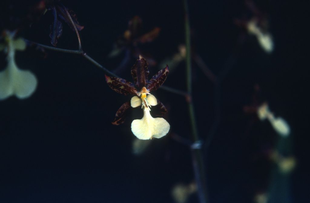 Odontoglossum, unknown, entire roll unlabeled, April 1979, roll 197904H2 slide 16