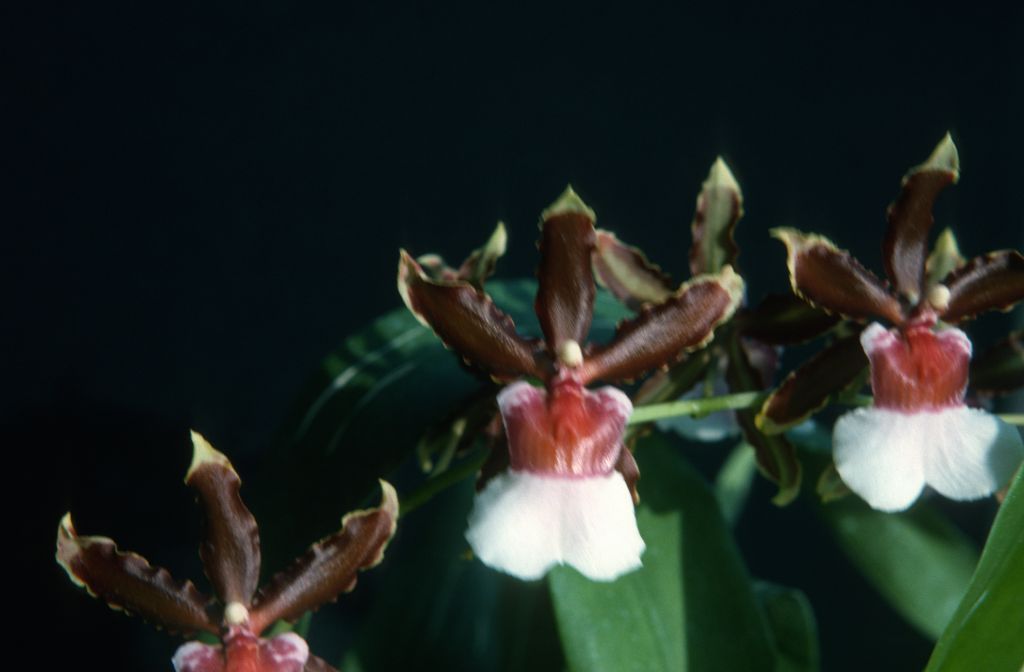 Odontonia Debutante 'Carimo', July 1975, roll 197507H2 slide 4