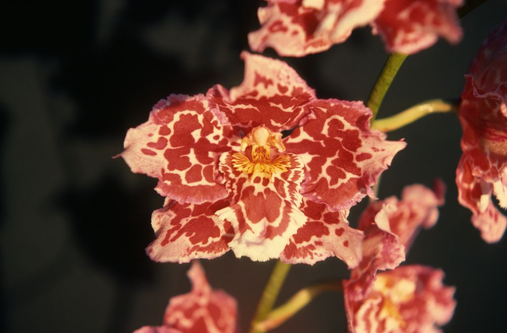 Odontonia Tyana AM/RHS, August 1977, roll 197708H7black slide 18