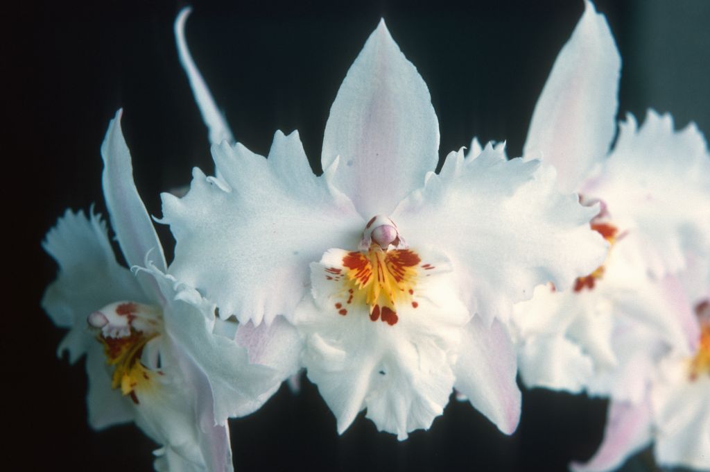 Odontonia Moliere 'Lanni' AM/RHS, Program 1 slide 35, July 1975, roll 197507H2 slide 15