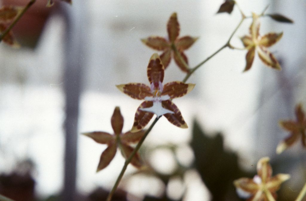 Oncidium leucochilum, March 1963, roll 196303R, slides not numbered