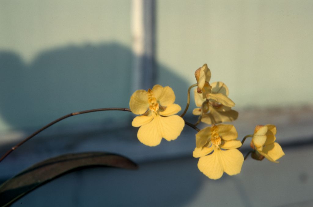 Oncidium onustum, August 1963, roll 196308H slide 16