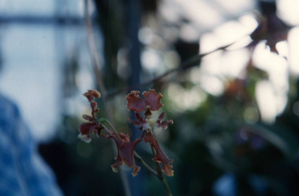 Oncidium falcipetalum, August 1963, roll 196308H slide 17