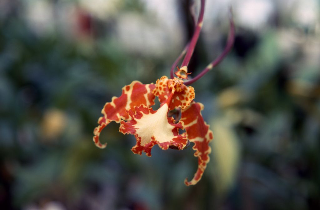 Oncidium Kalihi, July 1967, roll 196707H7 slide 19