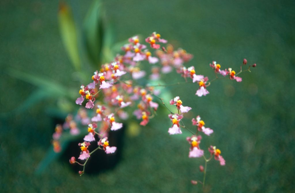 Oncidium, unknown (possibly pulchellum), December 1970, roll 197012H7 slide 16