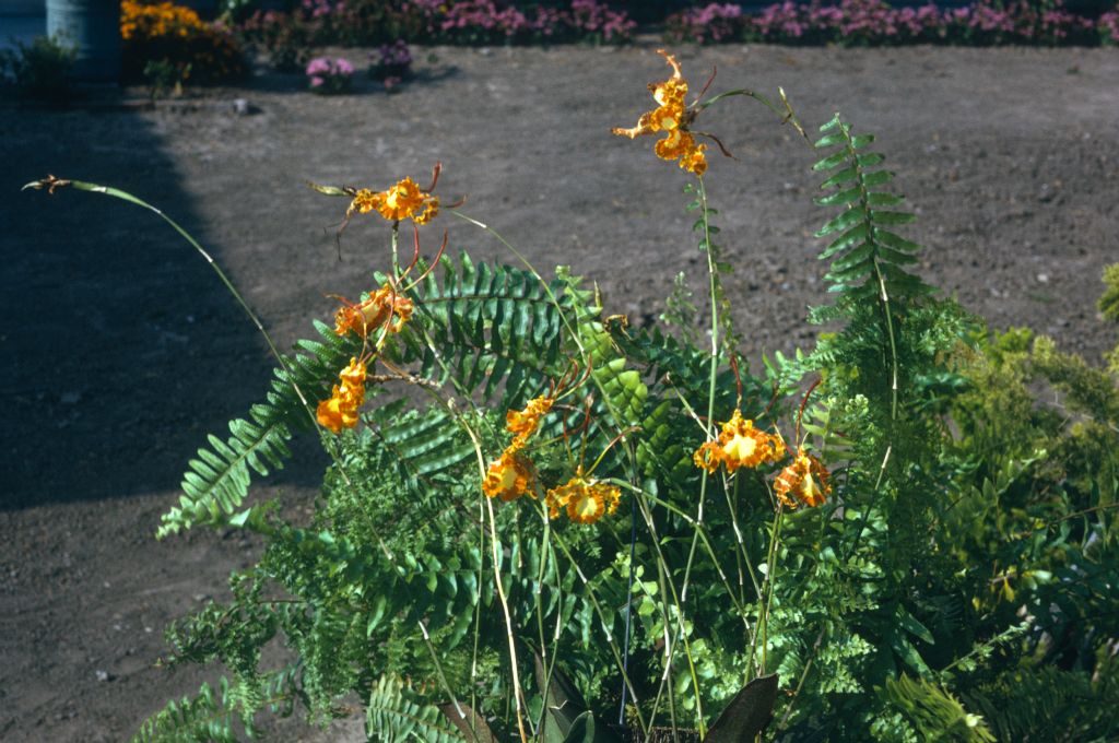 Oncidium papilio (now Psychopsis papilio), August 1974, roll 197408H11 slide 18