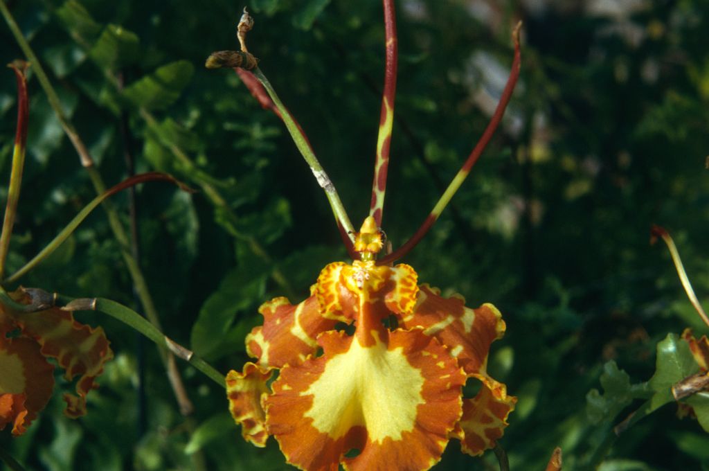 Oncidium papilio (now Psychopsis papilio), August 1974, roll 197408H11 slide 19