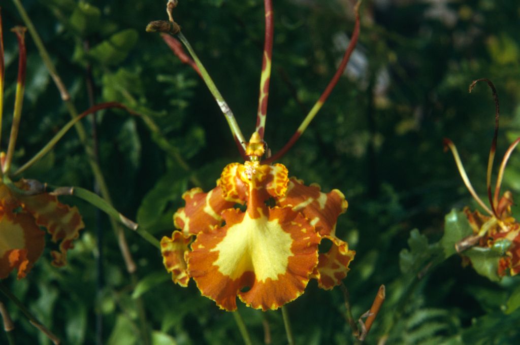 Oncidium papilio (now Psychopsis papilio), August 1974, roll 197408H11 slide 20