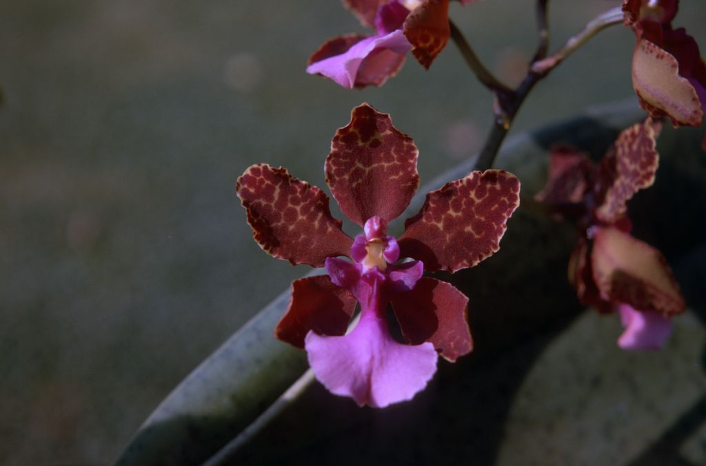 Oncidium lanceanum 'Dark Beauty', August 1974, roll 197408H4 slide 6