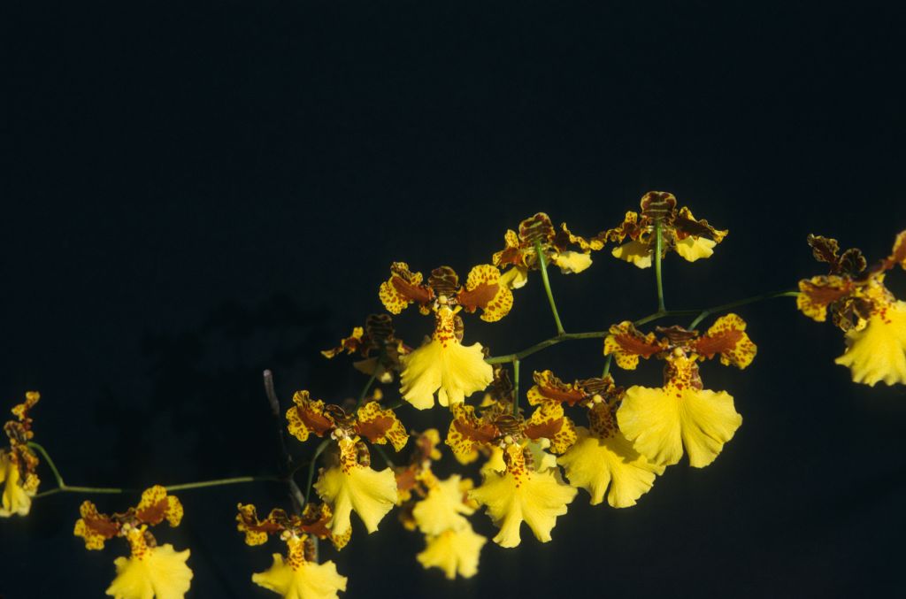Oncidium Gold Coin Butte 'Millie' HCC/AOS, August 1975, roll 197508H6red slide 17