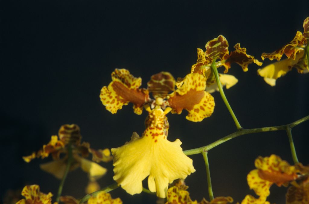 Oncidium Gold Coin Butte 'Millie' HCC/AOS, August 1975, roll 197508H6red slide 18