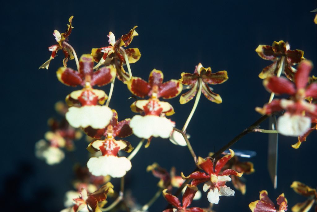Oncidium Moir 'A', August 1976, roll 197608H2 slide 10