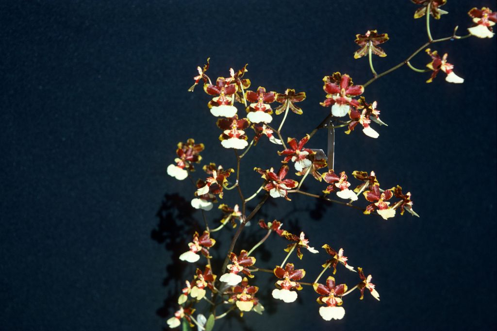 Oncidium Moir 'A', August 1976, roll 197608H2 slide 11