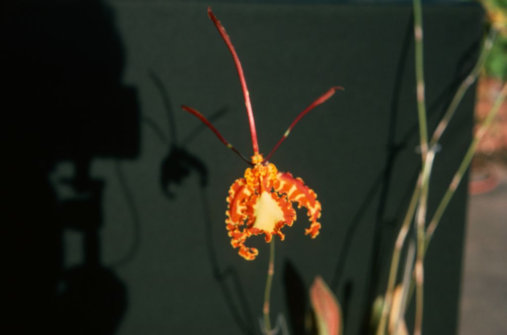 Oncidium Kalihi 'Carimo', August 1976, roll 197608H2 slide 20