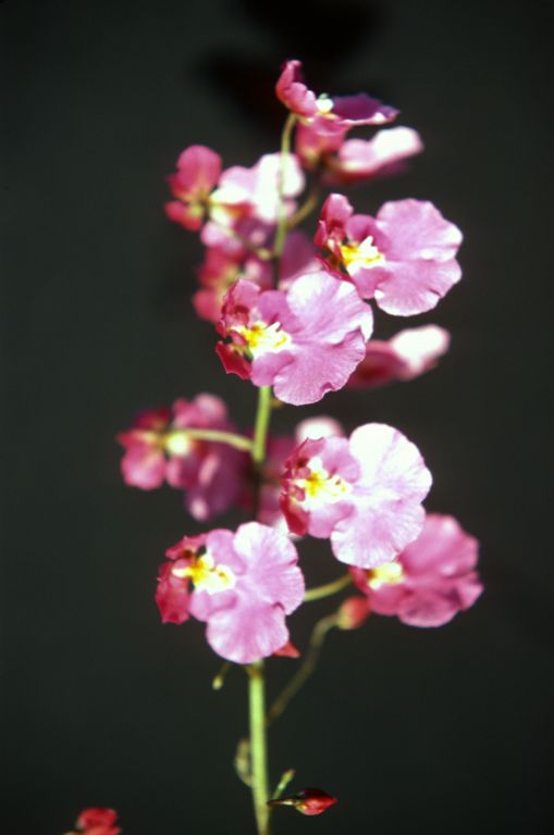 Oncidium pulchellum 'Blor', May 1977, roll 197705H2red slide 6