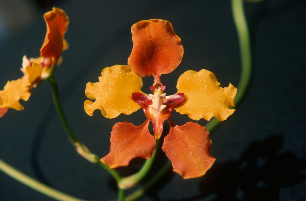 Oncidium macranthum 'Carimo', August 1977, roll 197708H7red slide 14