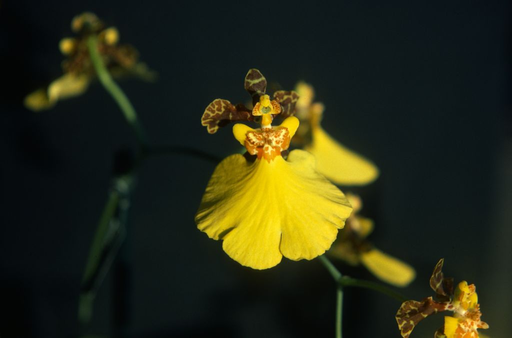 Oncidium River of Gold, December 1978, roll 197812H5 slide 15