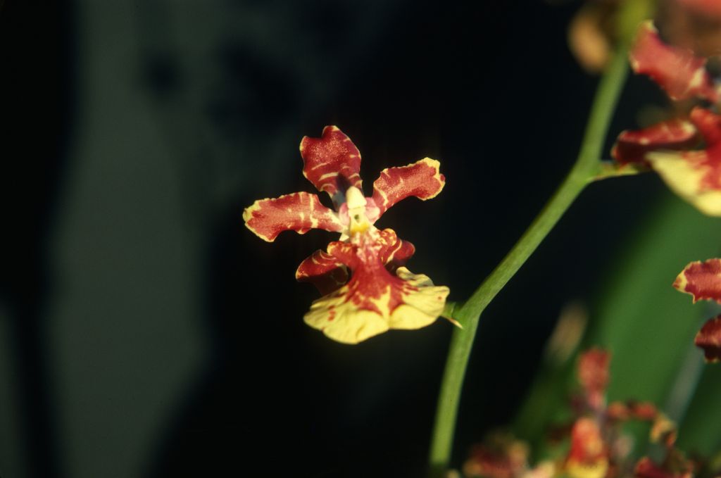 Oncidium Chet Wheelock, December 1978, roll 197812H5 slide 18