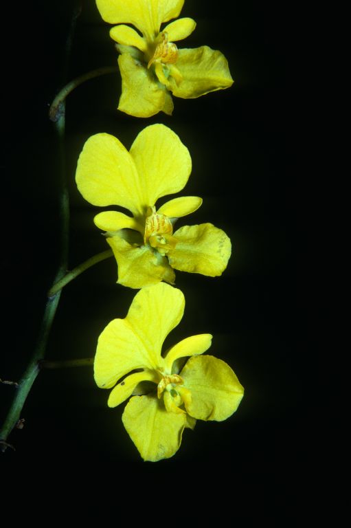 Oncidium onustum, [from] "Torres in Peru", February 1979, roll 197902H2 slide 3