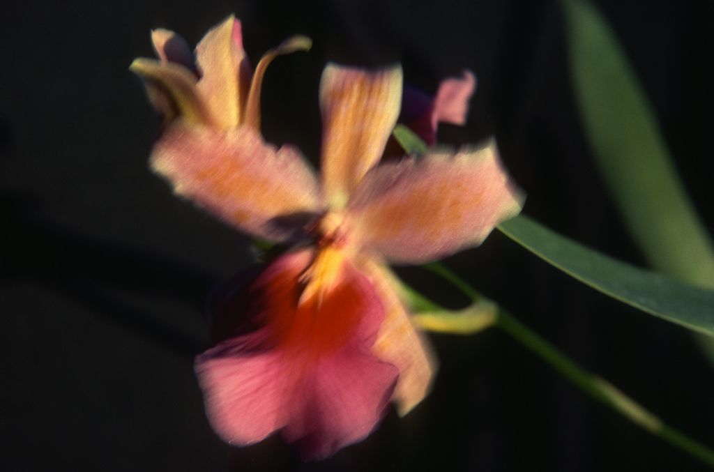 Oncidium intergeneric, unknown, entire roll unlabeled, June 1981, roll 198106 slide 5