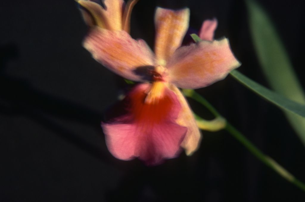 Oncidium intergeneric, unknown, entire roll unlabeled, June 1981, roll 198106 slide 6