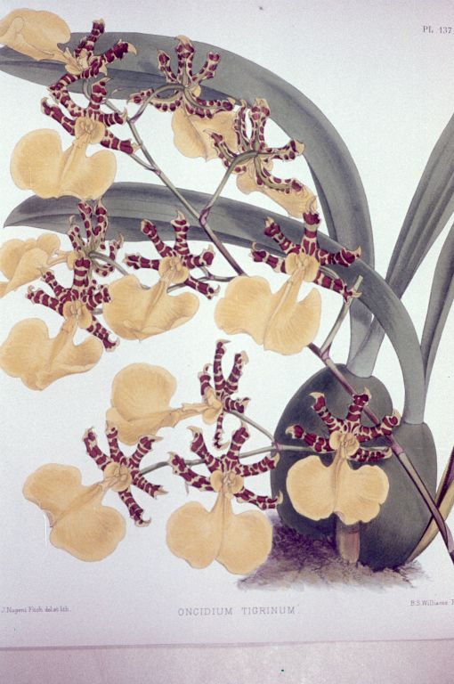 Oncidium tigrinum, Program 1 slide 38 substitute, copy of color plate from Williams' The Orchid Album, vol. 3, plate 137 (1884), , modern digitized image replacing Lambert Day's faded slide from June 1977