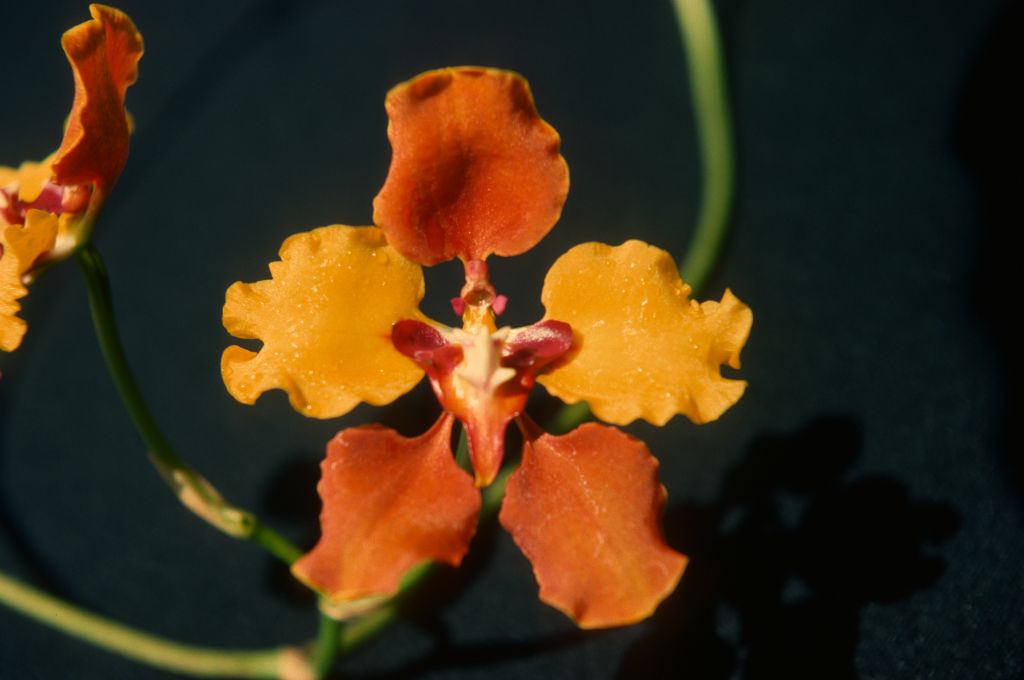 Oncidium macranthum 'Carimo', Program 1 slide 56, August 1977, roll 197708H7red slide 13