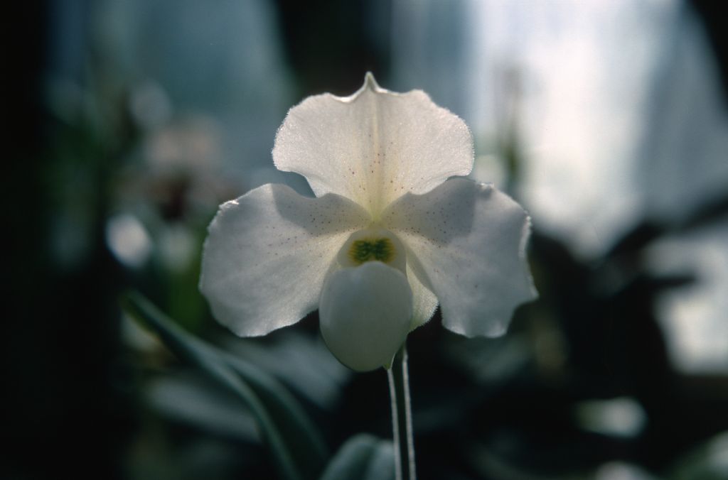 Paphiopedilum Albion FCC/RHS, July 1967, roll 196707H7 slide 5.  The only FCC award for Paphiopedilum Albion was FCC/RHS for the cultivar 'Bodnant', exhibited by Lady Aberconway and H. McLaren on October 16, 1923.