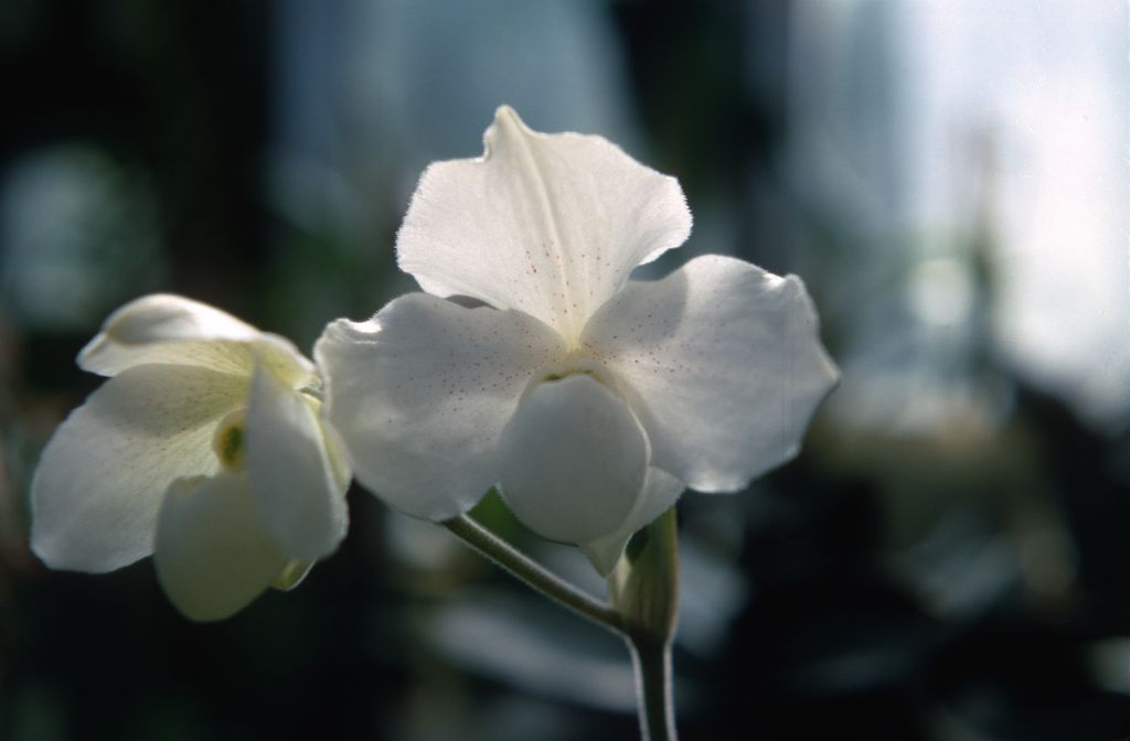 Paphiopedilum Albion 'St. Albans', July 1967, roll 196707H7 slide 6