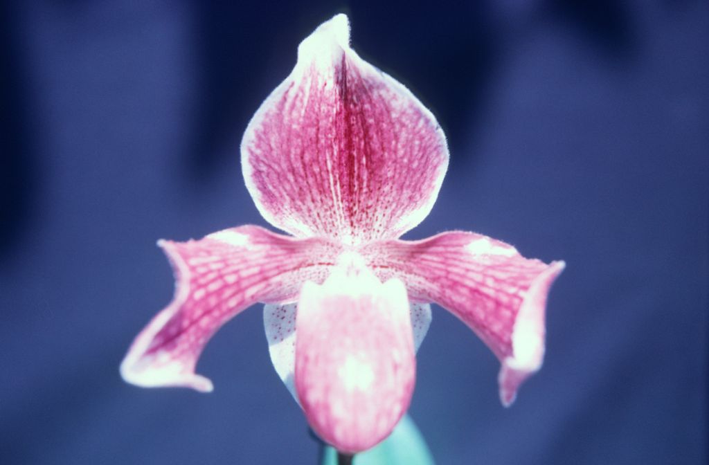 Paphiopedilum Aladin 'McElderry', February 1968, roll 196802H2 slide 4