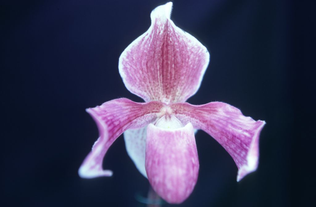 Paphiopedilum Aladin 'McElderry', February 1968, roll 196802H7 slide 5