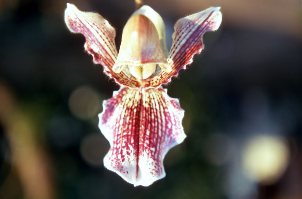 Paphiopedilum Arthurianum, February 1970, roll 197002H5red slide 13