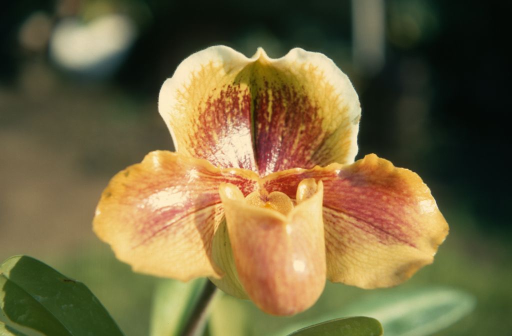 Paphiopedilum Air de Ballet 'Graceful', February 1970, roll 197002H6 slide 2