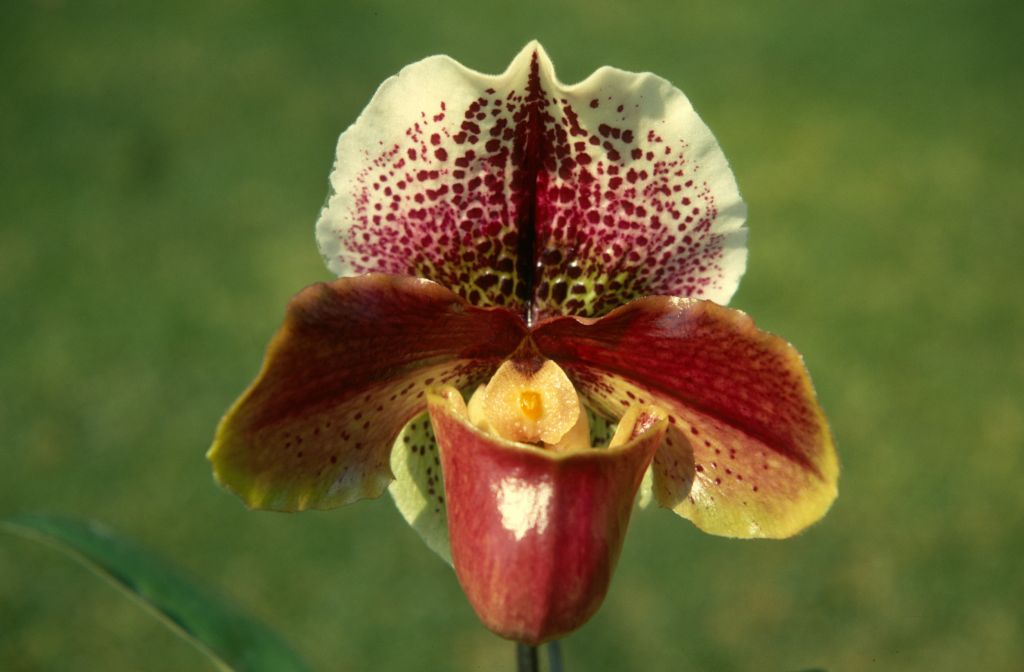 Paphiopedilum Aylesbury 'Suez', May 1970, roll 197005H4 slide 10