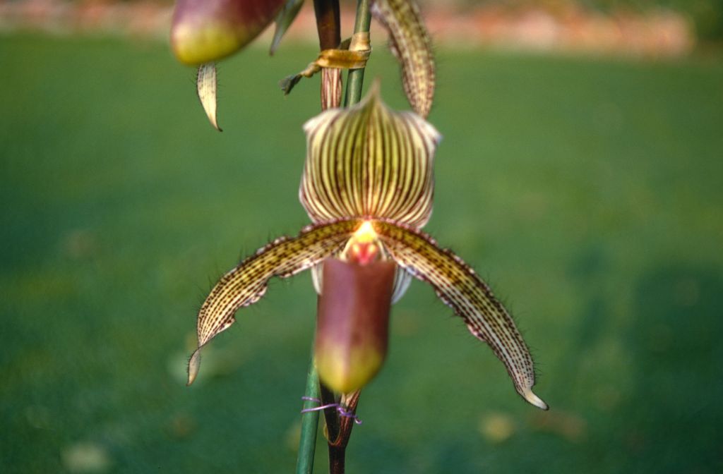 Paphiopedilum A. de Lairesse (1895), October 1970, roll 197010H3 slide 2