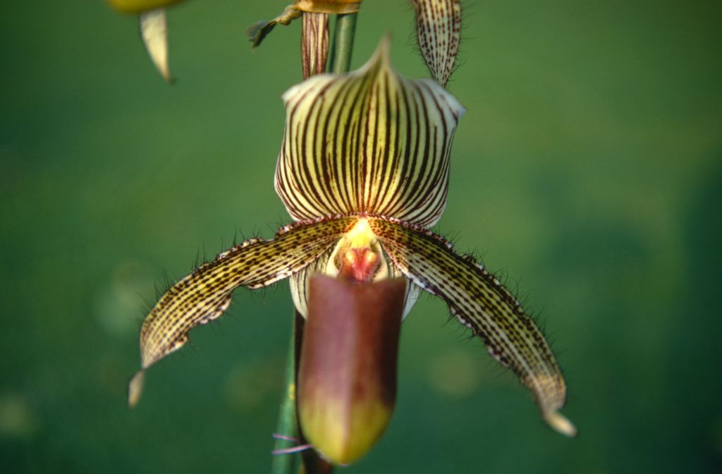Paphiopedilum A. de Lairesse (1895), October 1970, roll 197010H3 slide 3