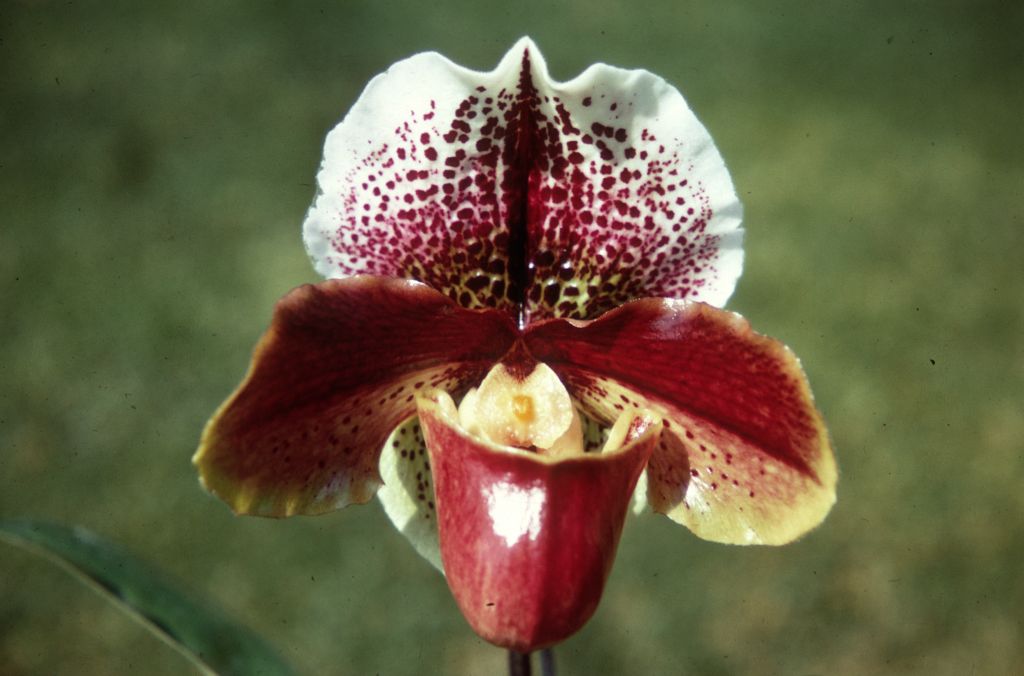 Paphiopedilum Aylesbury 'Suez' AM (in fact, AM/RHS, AM/AOS, AM/ODC, BM/CSA), Duplicate Slide 46, made January 1971, roll 197101H8.