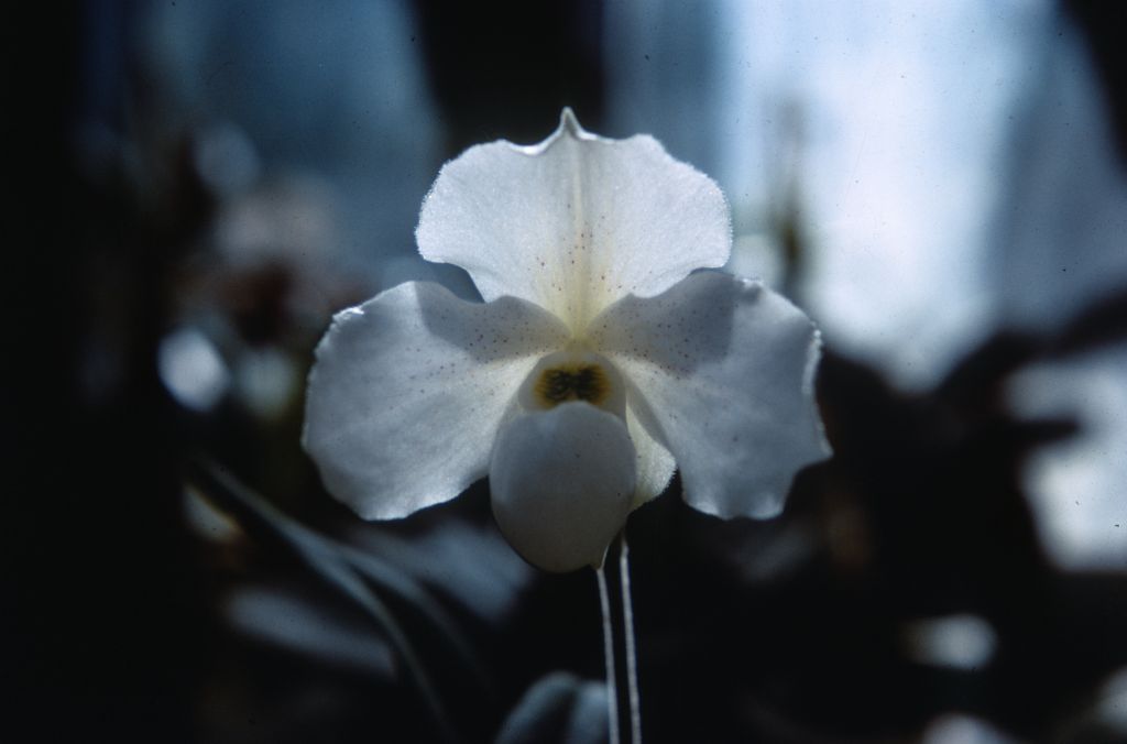 Paphiopedilum Albion FCC (the award must refer to the cultivar 'Bodnant' FCC/RHS), Duplicate Slide 47, made January 1971, roll 197101H8.