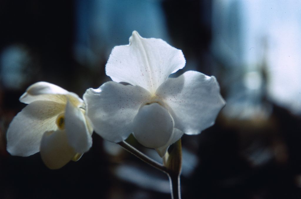 Paphiopedilum Albion 'St. Albans', Duplicate Slide 48, made January 1971, roll 197101H8.