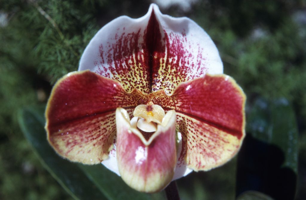 Paphiopedilum Advancement 'Carimo', December 1972, roll 197212H11 slide 15