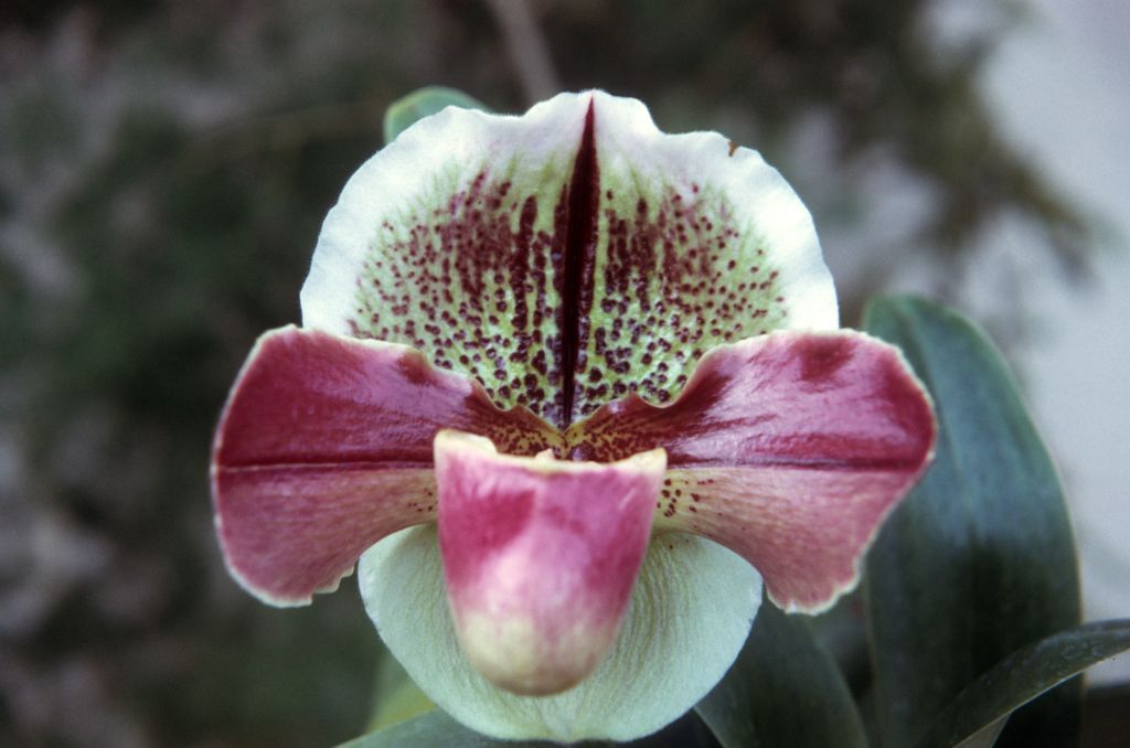 Paphiopedilum Ann Barlow AM/RHS, December 1972, roll 197212H11 slide 8