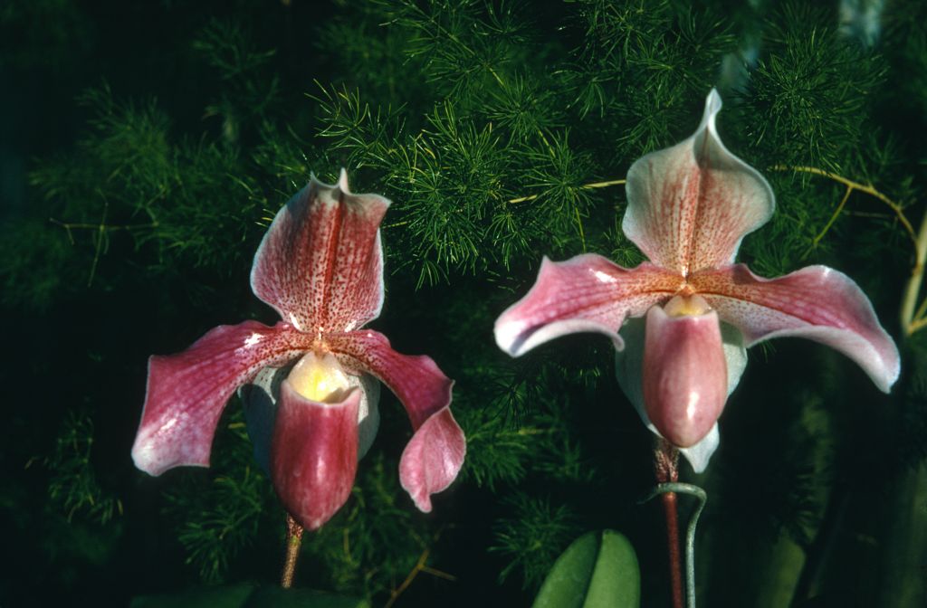 Paphiopedilum Aladin, January 1973, roll 197301H7 slide 1