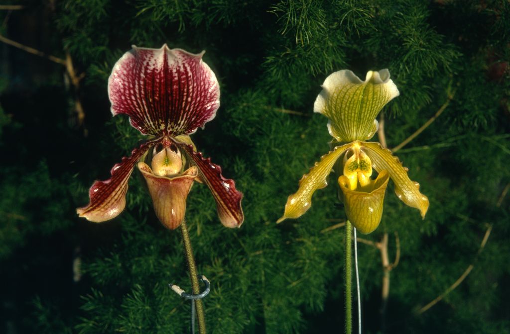 Paphiopedilum Arthurianum, two examples, January 1973, roll 197301 slide 9