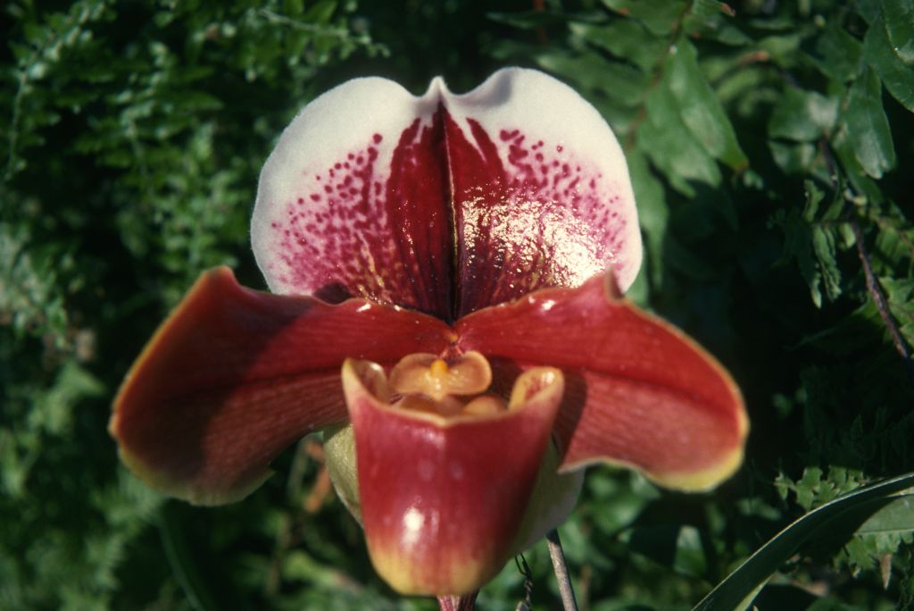Paphiopedilum Althea 'Jimmy Michael', February 1975, roll 197502H12 slide 14l